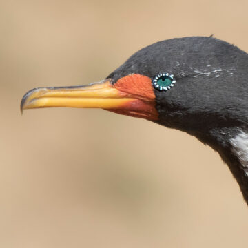 Cormoranes de Chile: grandes aves que deslumbran en las costas