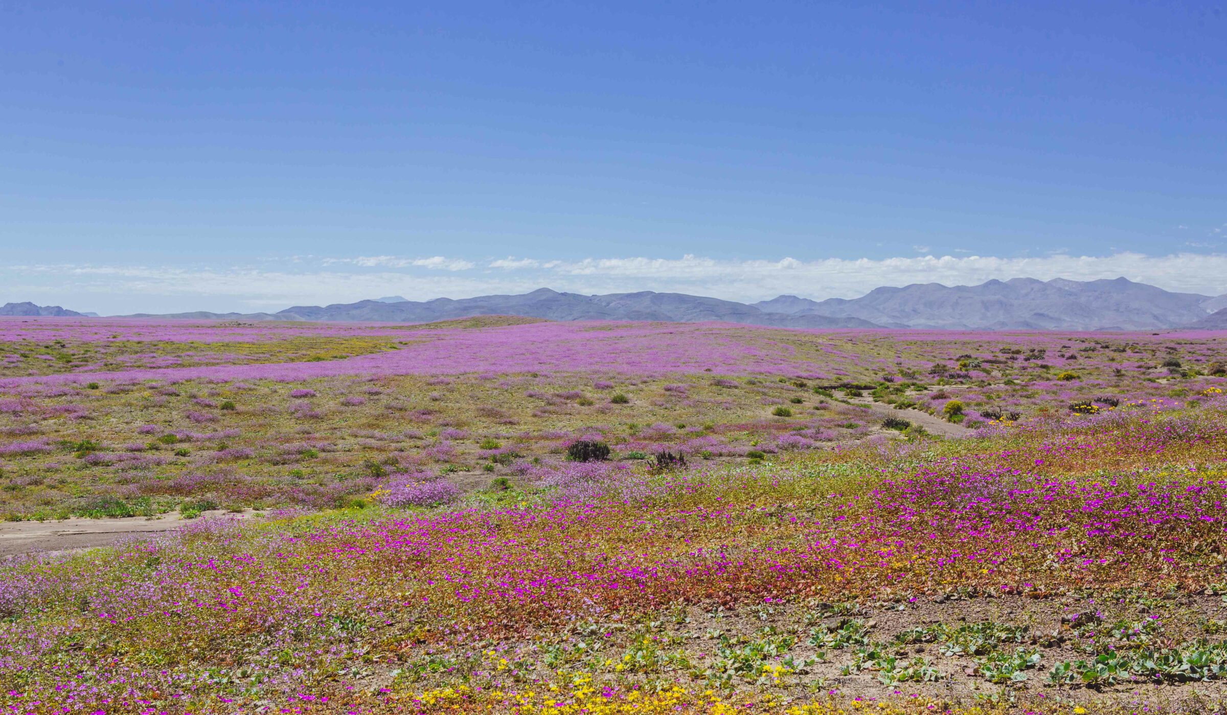 ¡Habrá Desierto Florido! Las lluvias superaron el umbral necesario y se espera floración desde septiembre
