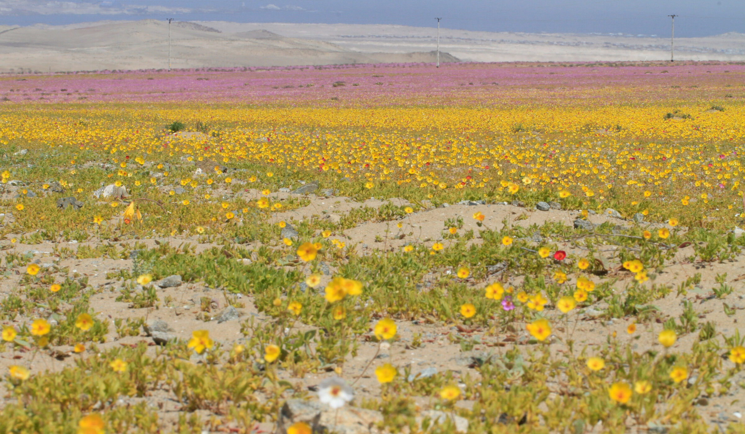 Parque Nacional Desierto Florido: MMA y Sonami en desacuerdo por extensión del proyecto