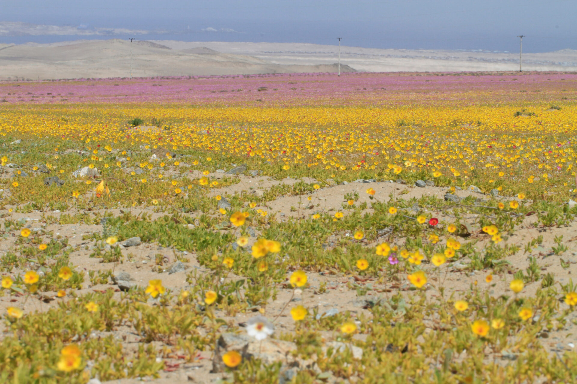 Parque Nacional Desierto Florido: MMA y Sonami en desacuerdo por extensión del proyecto