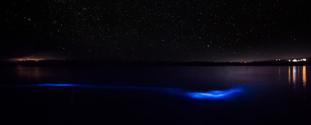 Bioluminiscencia en Laguna Luminous, Falmouth, Jamaica. Foto: Big Guy Big World