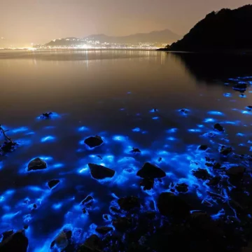 Bioluminiscencia, cuando las playas se iluminan de tonalidades fluorescentes durante la noche