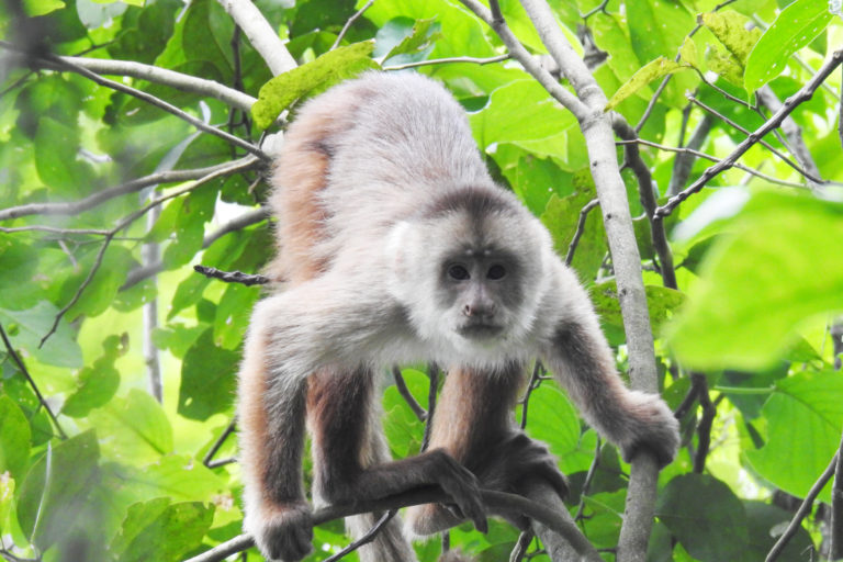 Mono capuchino ecuatorial o mono machín de Tumbes. Foto: ©MaribelTaco-Yunkawasi.