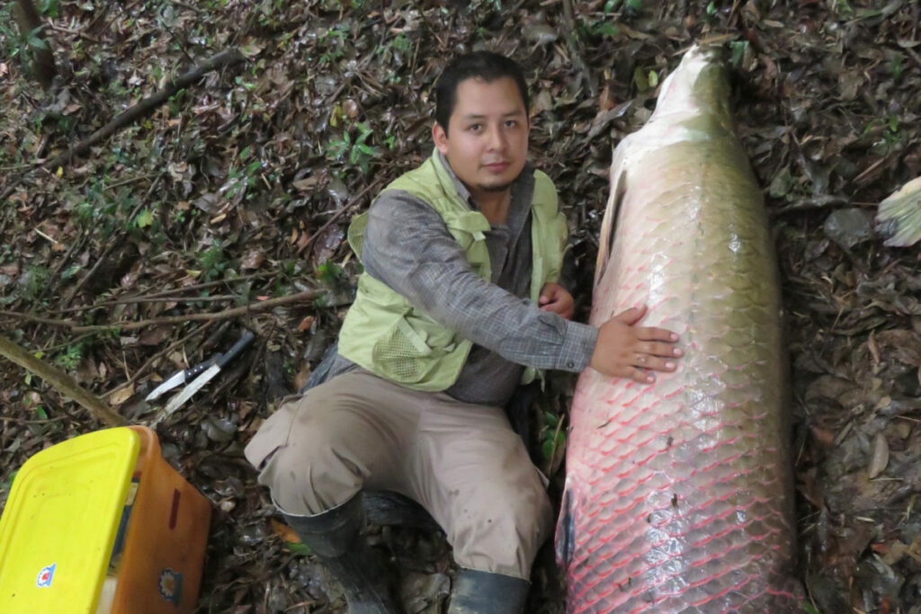 El paiche se ha convertido en la opción más rentable para los pescadores en la Amazonía de Bolivia. Foto: