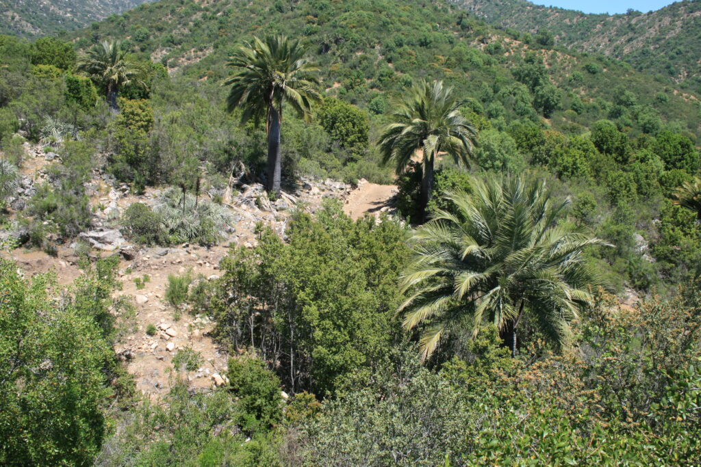 Palma chilena (Jubaea chilensis). Créditos: ©Instituto de Ecología y Biodiversidad