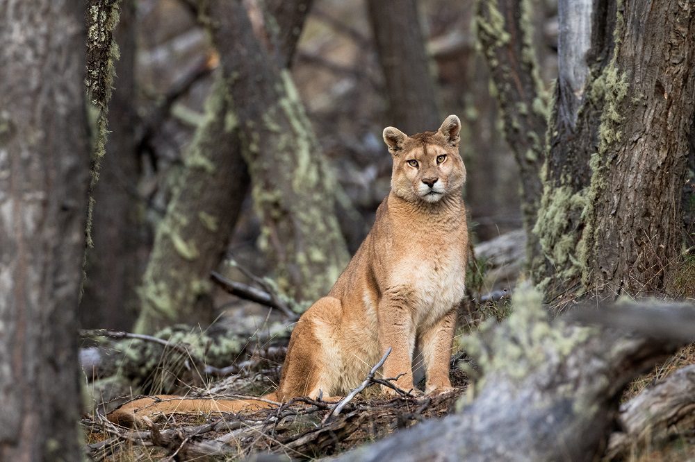 Puma (Puma Concolor) en Estancia Cerro Guido. Créditos: ©Nicolás Lagos