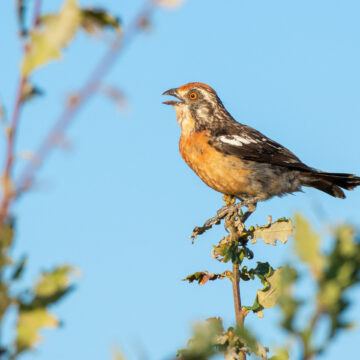 ¿Por qué algunas aves se hacen notar más en primavera? Cantos y conductas que delatan su presencia
