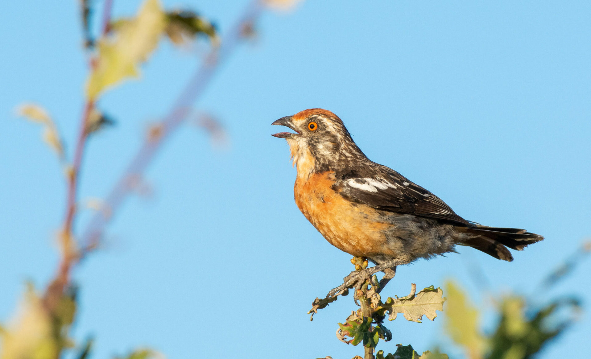 Soluciones basadas en la naturaleza: ya está disponible la temporada completa del podcast “Maestra Naturaleza”