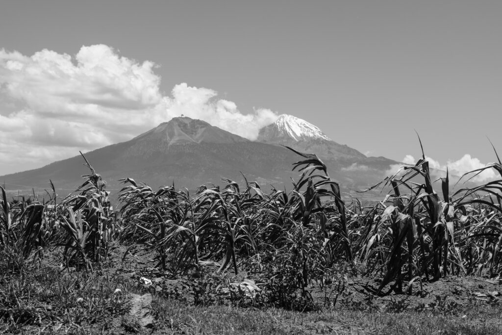 Vista del pico de Orizaba y cultivos de milpa a un costado del predio en el que se encuentra instalado el parque eólico (PIER II) en el municipio de Esperanza, Puebla, México. Foto_ Alma Xochitl Zamora