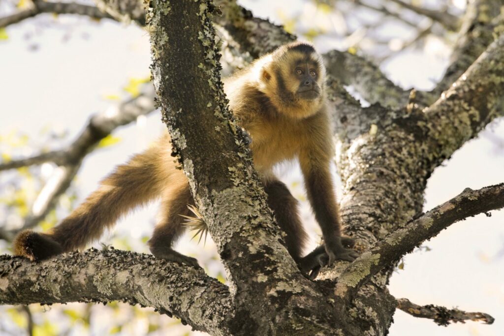 Mono capuchino (Sapajus cay). Foto: Daniel Alarcón.