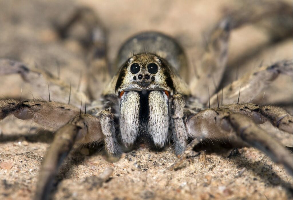 Araña de la familia Lycosidae. Foto: Daniel Alarcón.