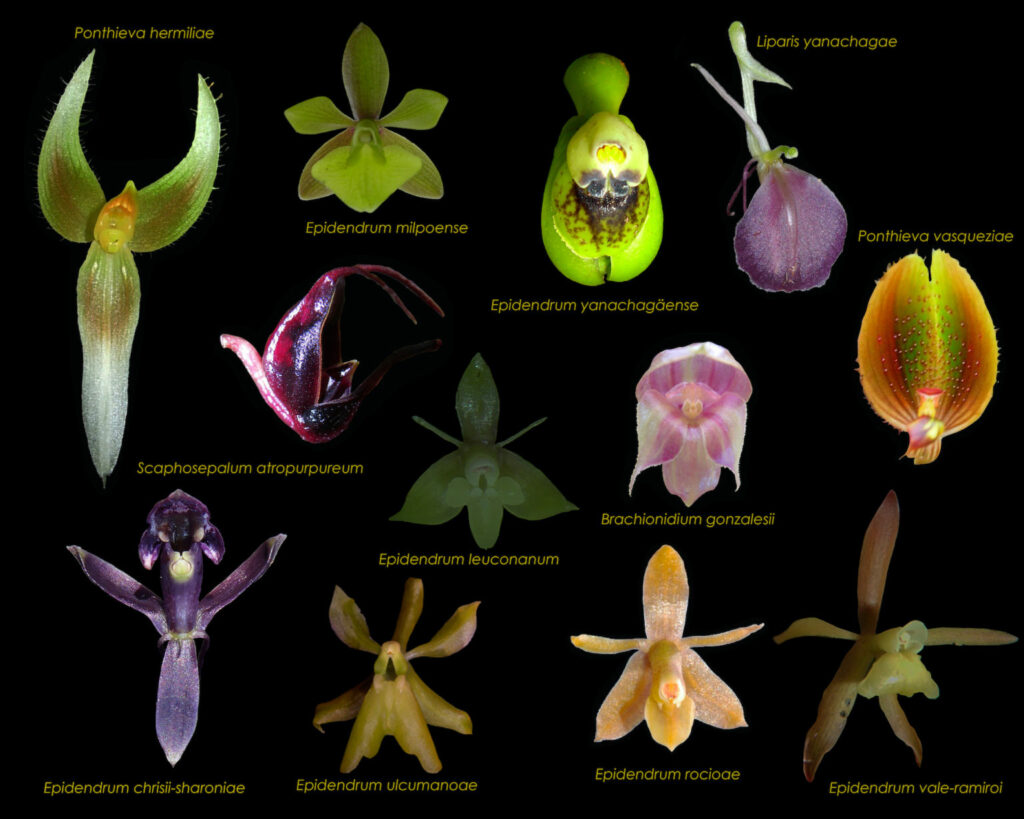 Algunas especies de orquídeas publicadas como nuevas para la ciencia en la BIOAY. Foto: Luis Valenzuela.