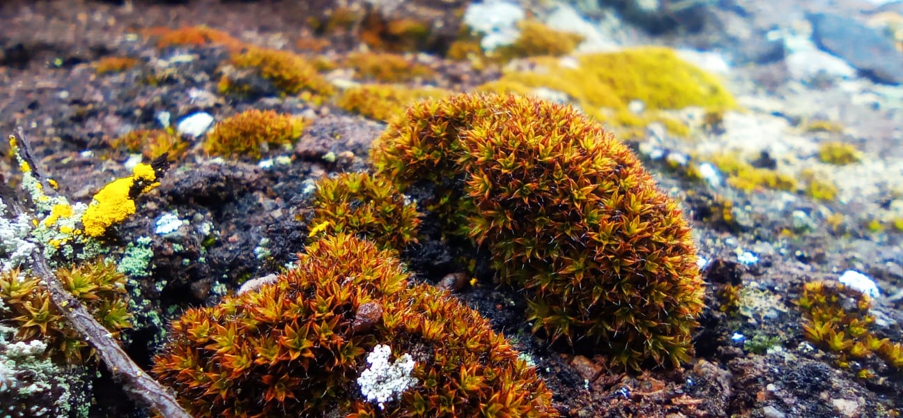 Briófitos en Parque Nacional Morro Moreno. Créditos: ©Conaf Antofagasta