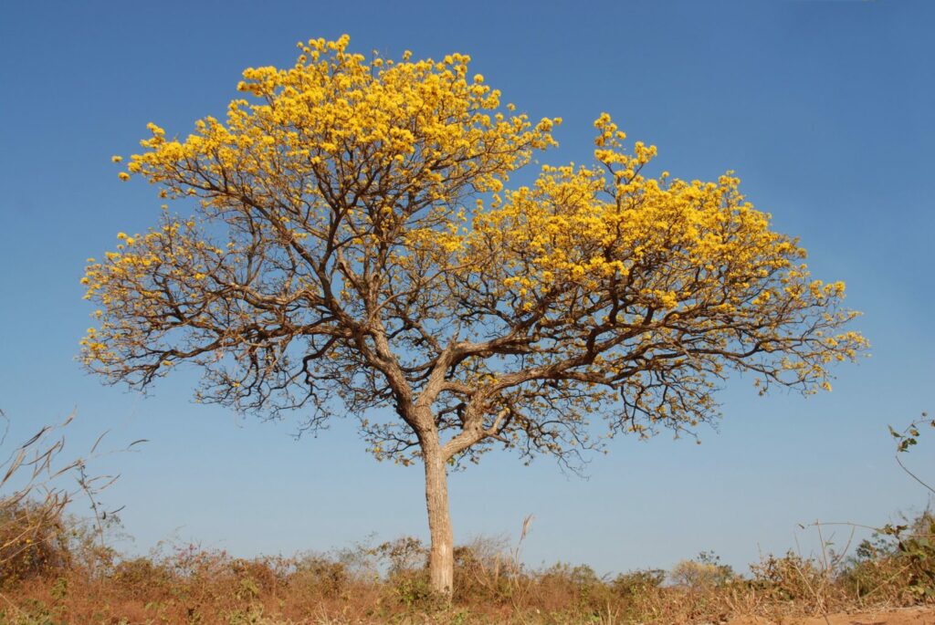 Tajibo amarillo (Handroanthus ochraceus). Foto: Carmen Mateu.