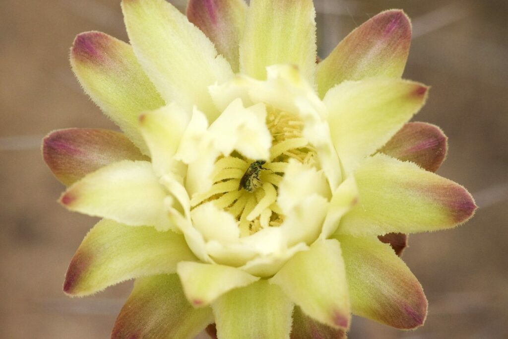 Cereus bonplandii. Foto: Fundación Kaa-Iya