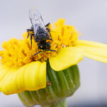 Colletidae-foto-de-Vicente-Valdés-en-flores-de-Senecio
