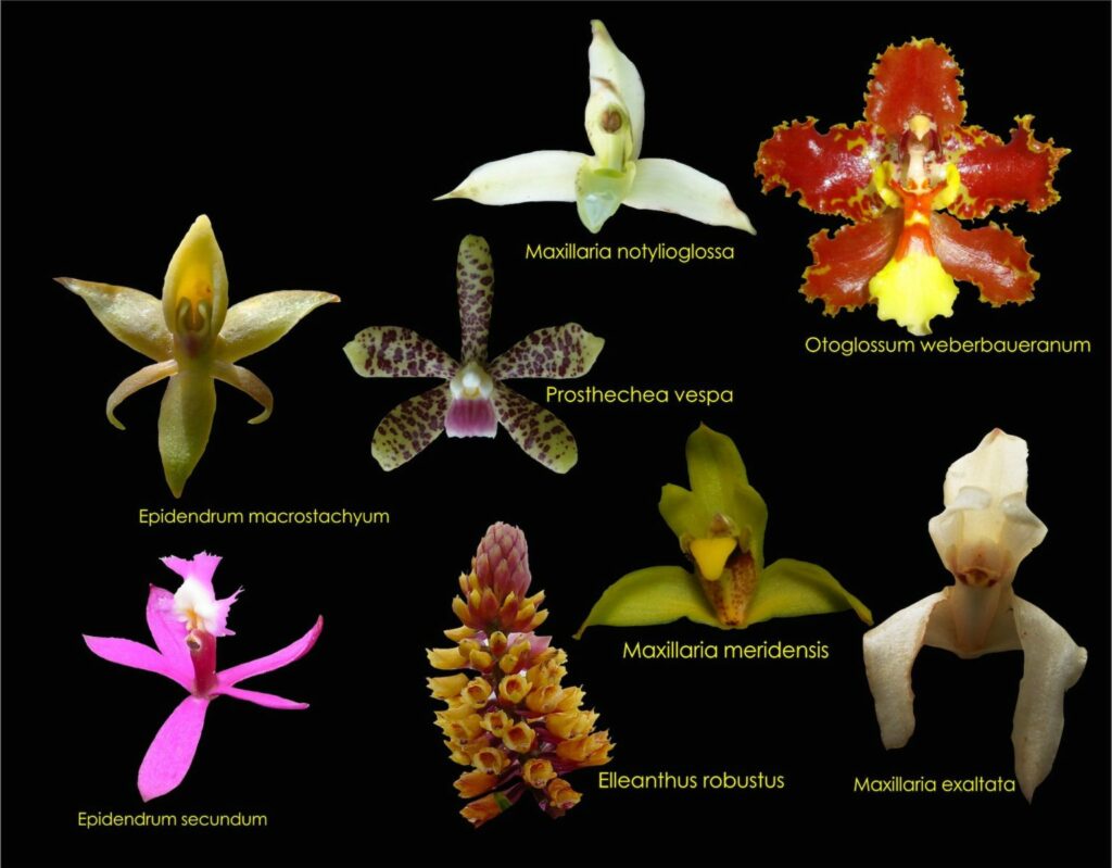 Especies de orquídeas más abundantes en la BIOAY. Imagen: Luis Valenzuela