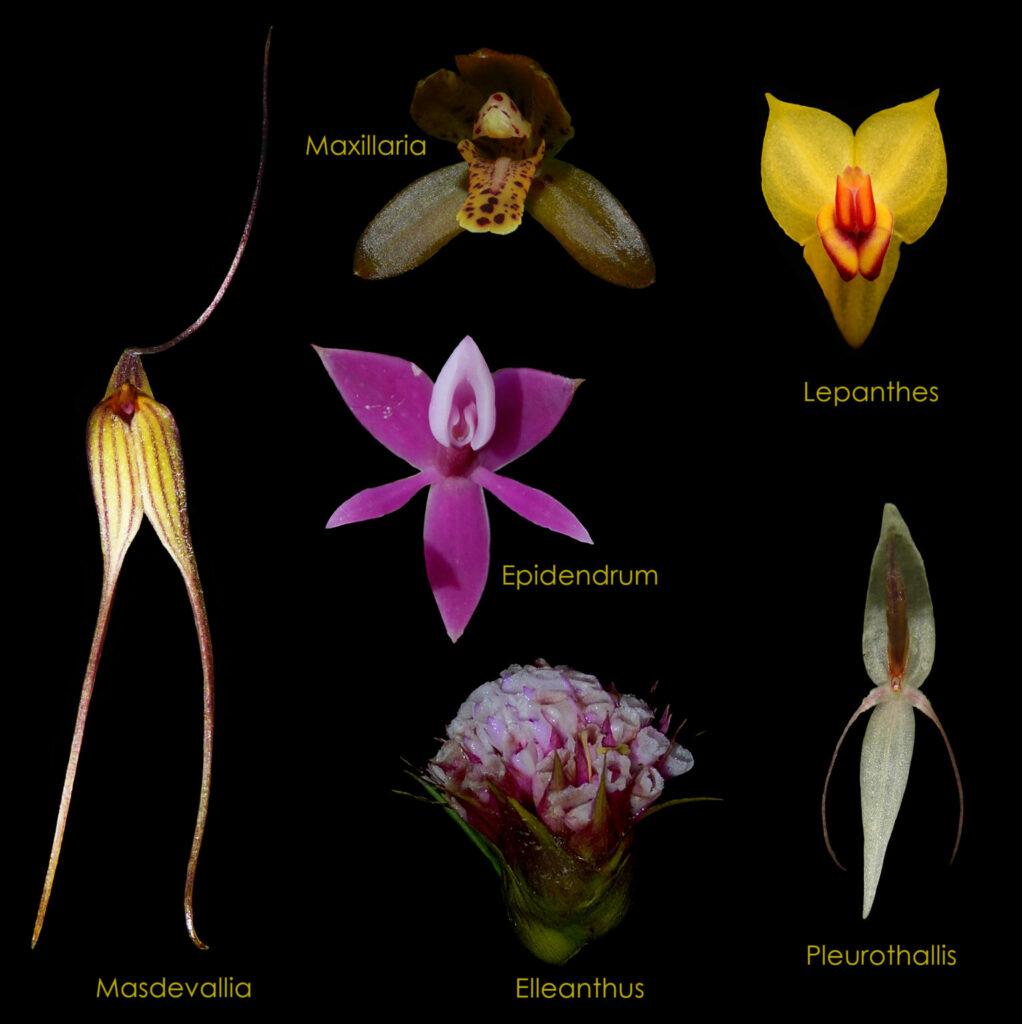 Géneros más diversos de orquídeas en la BIOAY. Imagen: Luis Valenzuela.