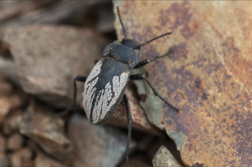 Gyriosomus angustus (Coleoptera, Tenebrionidae) (male) Especie descrita por Philippi y endémica de Paposo, especie electa como embajadora de la fauna chilena 2022, En peligro.