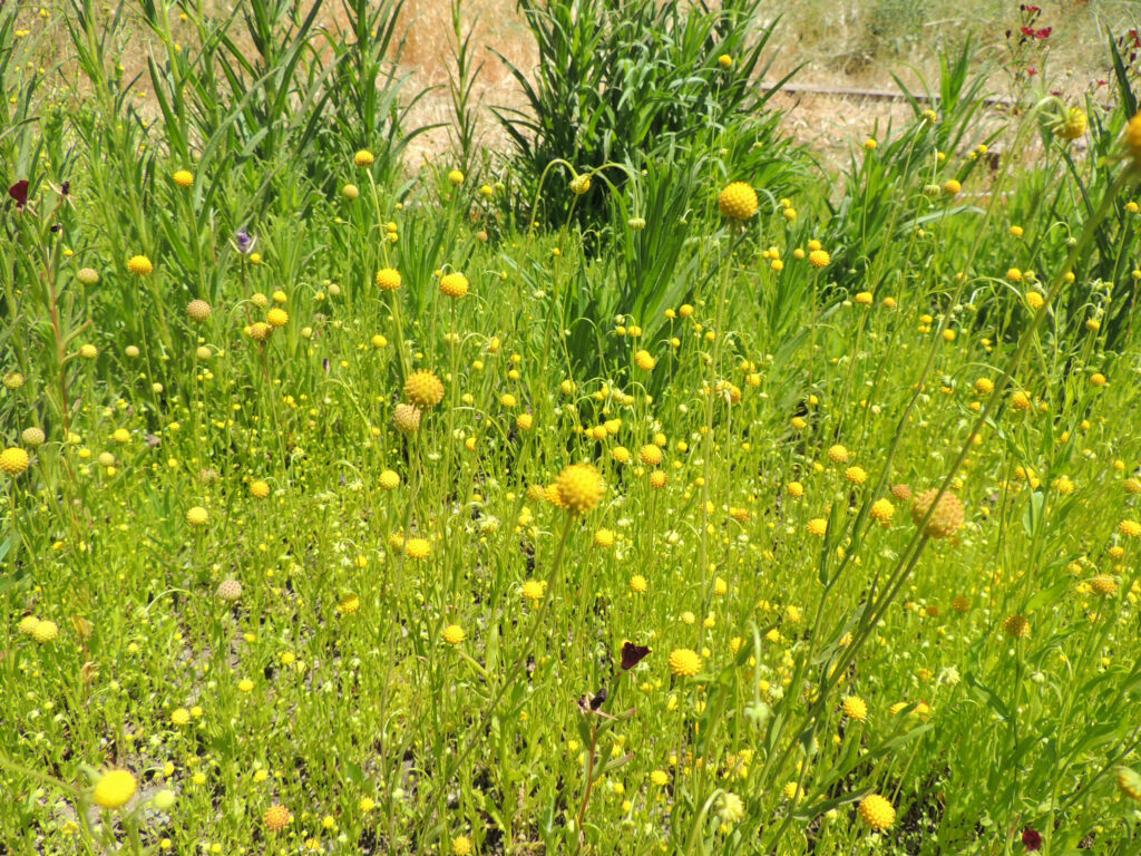 Manzanilla de campo. Helenium aromaticum. Créditos Javiera Delaunoy/ Escuela Itinerante de Plantas Nativas