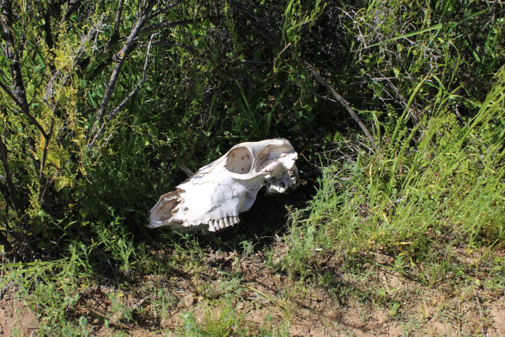Huesos de vaca en el Parque Nacional La Campana. Crédito: Tamara Núñez