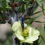 Ichneumonidae,-foto-Javiera-Chinga-en-Euphorbia-lactiflua