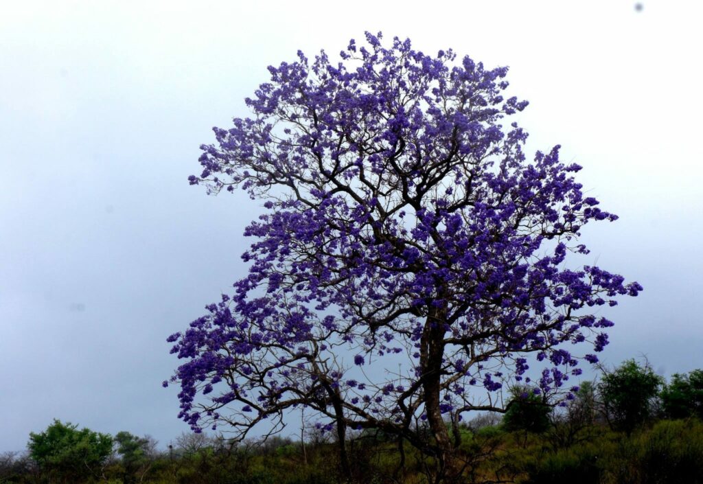 Jacaranda Mimosifolia. Foto: Katia Garrido.