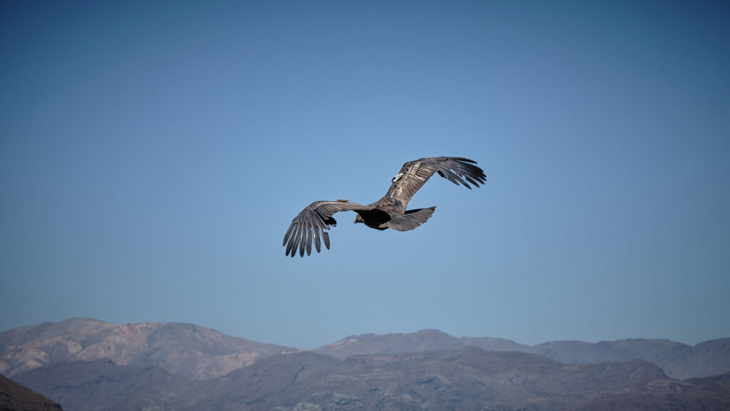 Liberación de condór (Vultur gryphus). Créditos: ©Fundación Meri