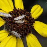 Microlepidópteros-en-flores-de-Encelia canescens-Fotos-de-Ricardo Varela