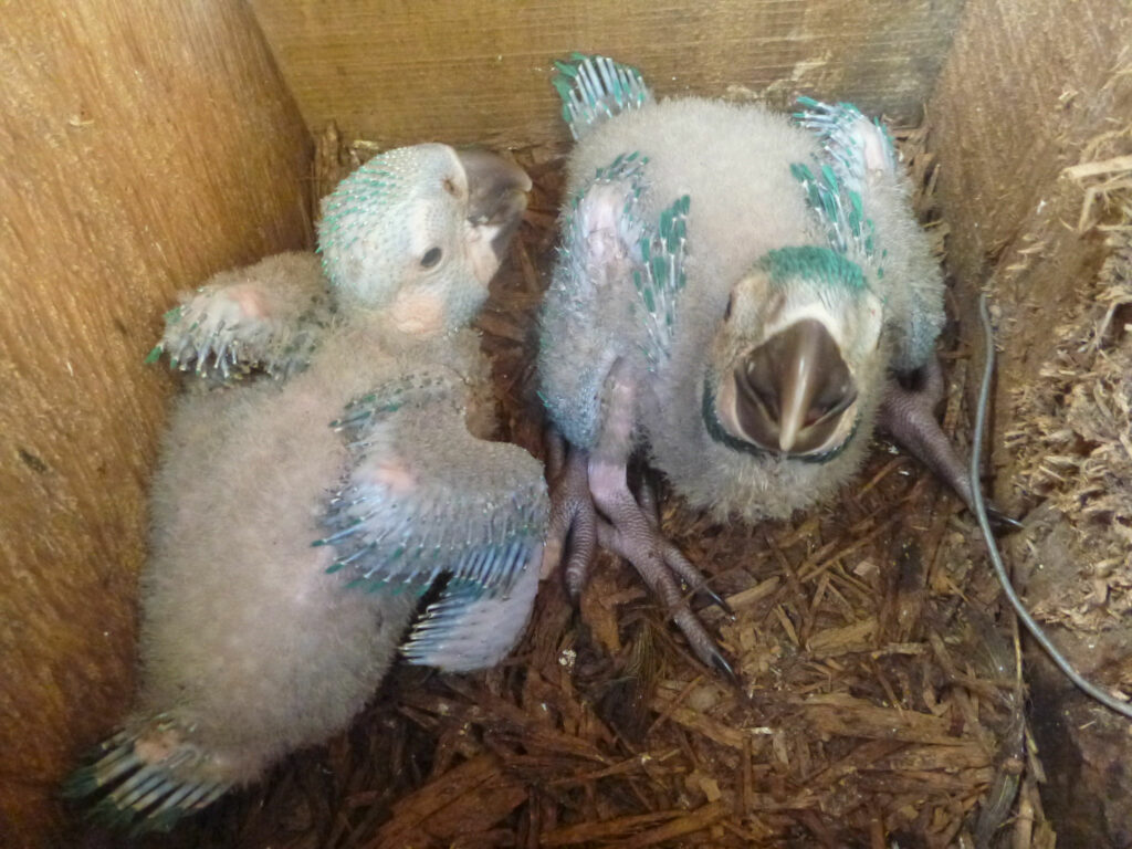 Un total de 113 pichones nacieron en las cajas nido instaladas en la Reserva Laney Rickman desde el año 2005. Foto: Asociación Armonía.