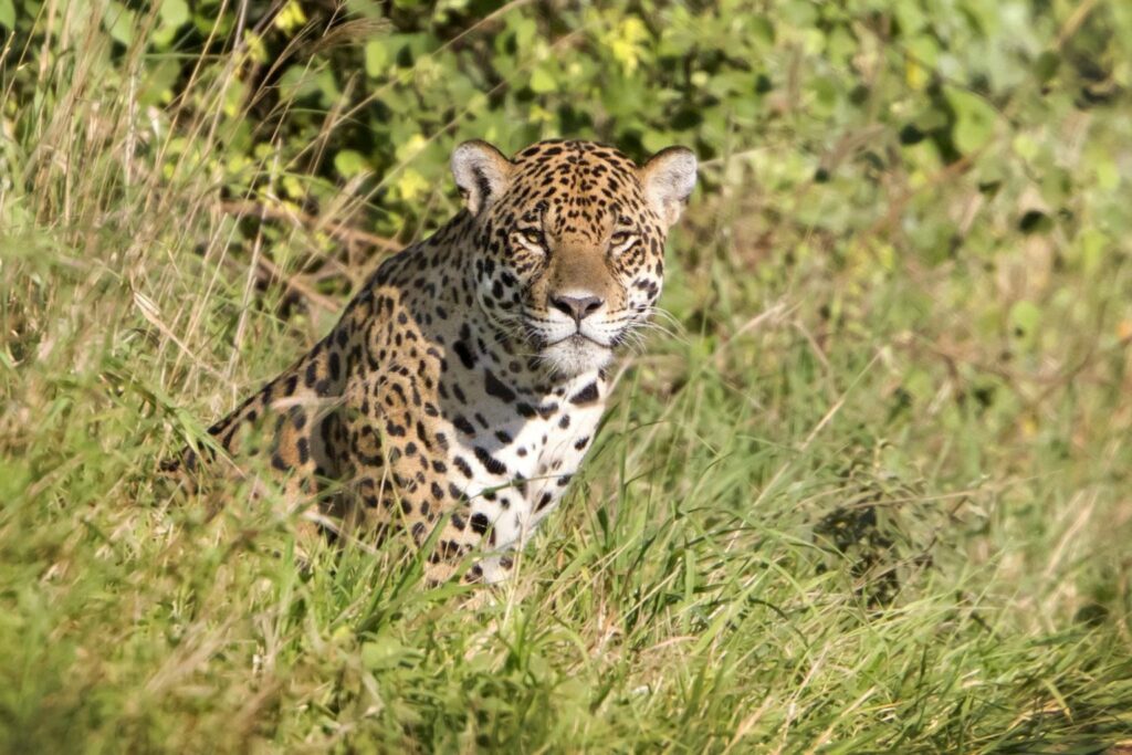 Jaguar (Panthera onca). Foto: Daniel Alarcón.