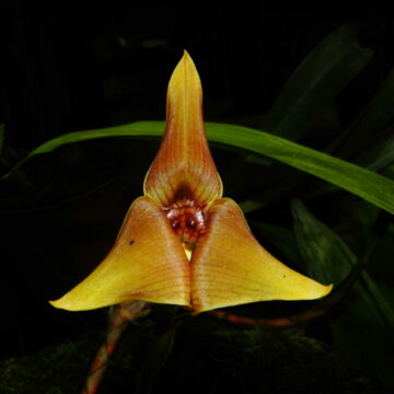 Perú: nuevo libro documenta más de 700 especies de orquídeas en la Reserva Oxapampa