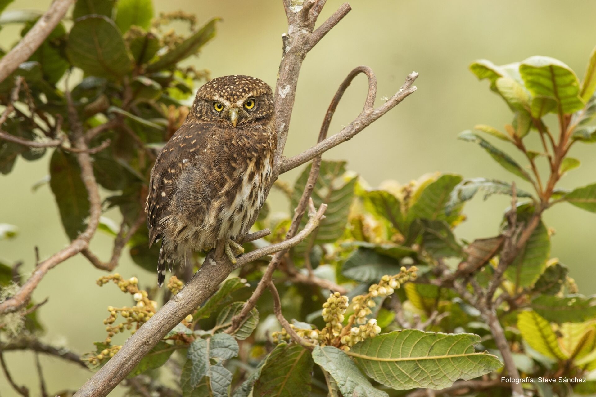 Cusco será sede de la XI Feria de Aves de Sudamérica, el evento de observación de aves más importante del continente