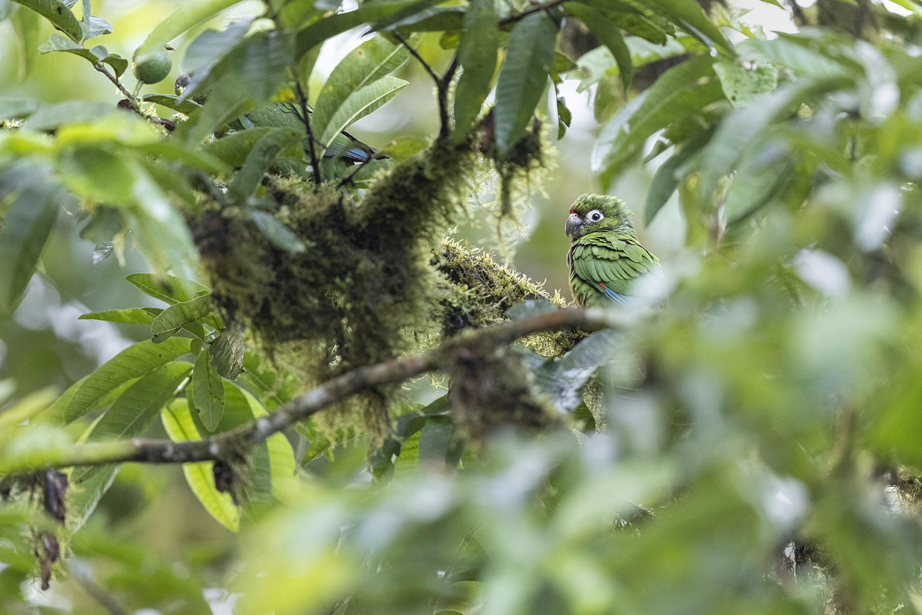 Ecuador: una mirada al mundo de las aves en la Reserva Buenaventura