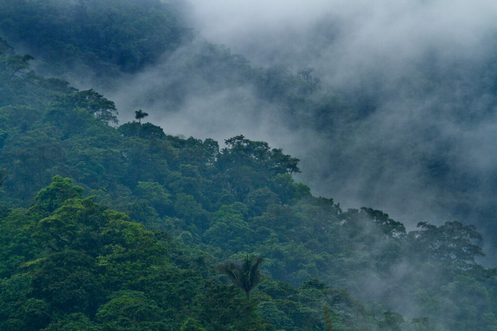 El bosque de la Reserva Buenaventura. Foto: Lucas Bustamante.