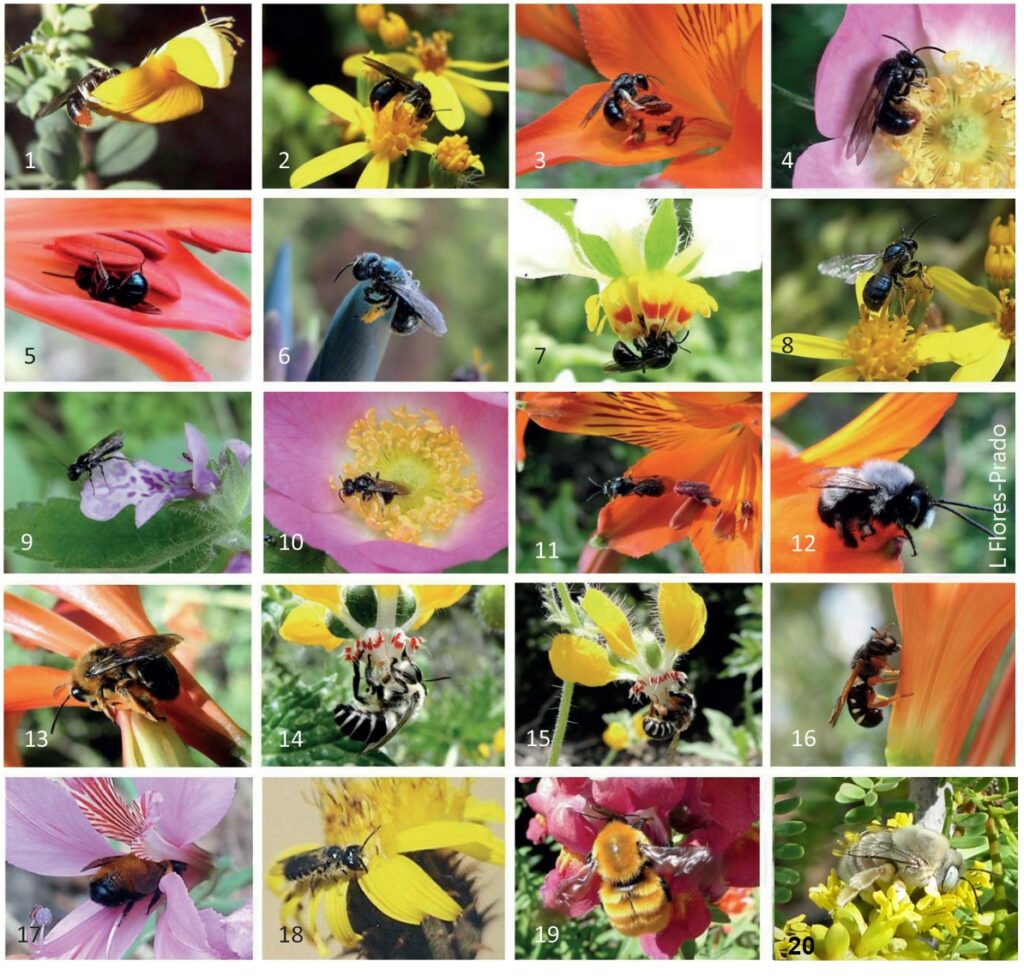 Diversidad de abejas nativas de Chile. Créditos: Luis Flores-Prado.