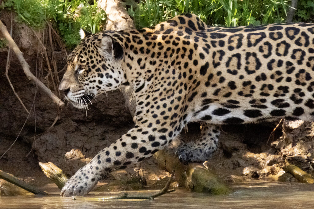 Los jaguares son una especie protegida: la caza furtiva, el contrabando o la venta tanto de ellos como de sus partes es ilegal según la ley peruana y un tratado internacional. Sin embargo, a pesar de esa prohibición, se siguen vendiendo. Imagen de Sharon Guynup.