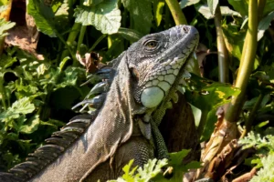 Las iguanas del Amazonas se han convertido en una mascota popular en China. Imagen de Sharon Guynup.