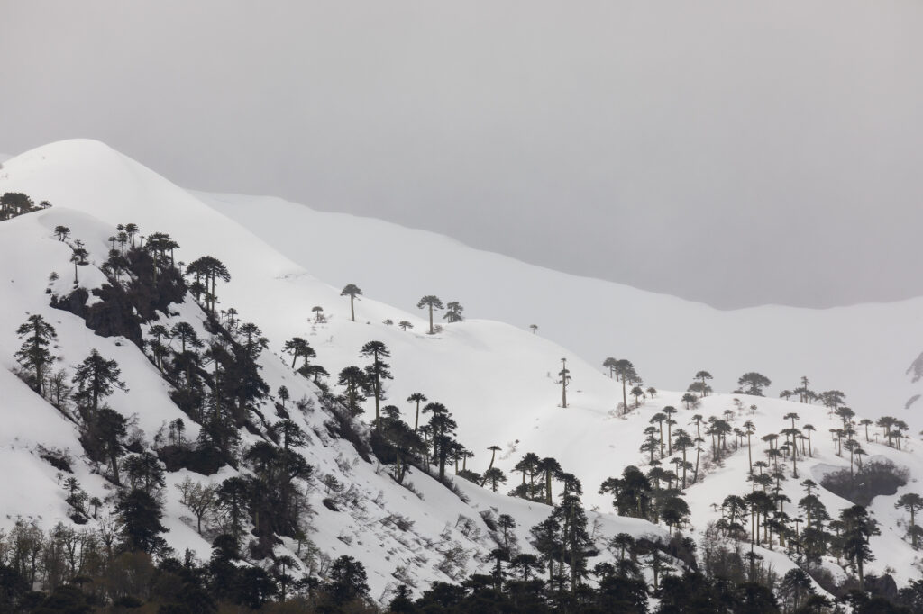 montaña-nevada-conguillio-foto-de-evelyn-pfeiffer