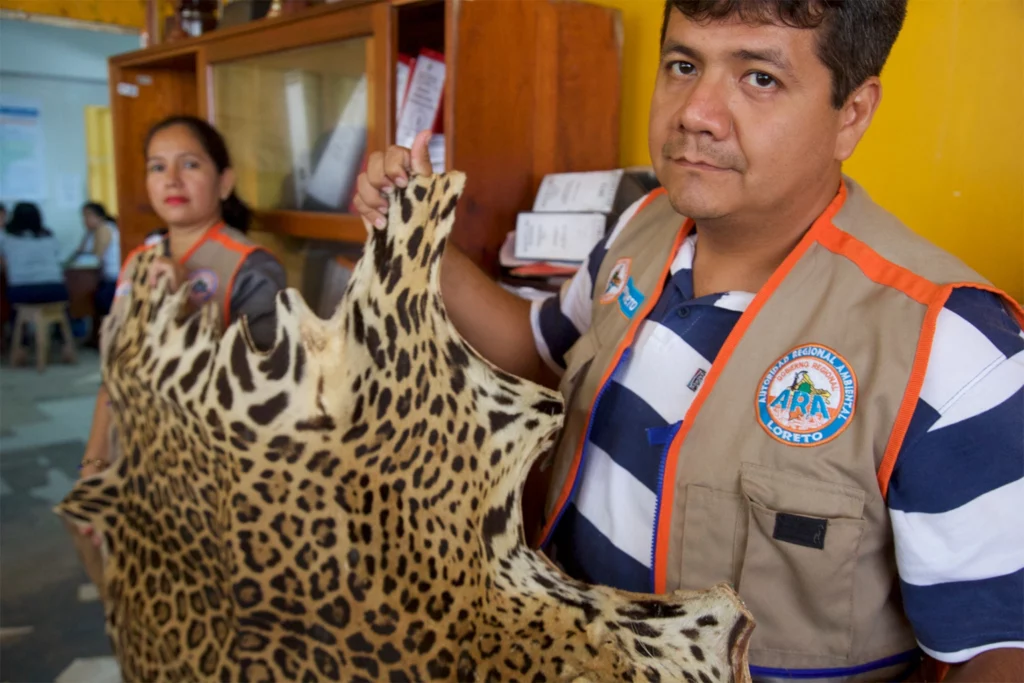 Policía medioambiental en Iquitos muestra una piel de jaguar confiscada. Imagen de Sharon Guynup.