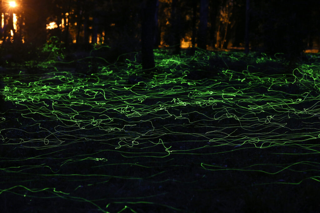 Un grupo de luciérnagas buscan aparearse por la noche entre un bosque, en la ciudad de Pitrufquén región de La Araucanía, Chile. Créditos: Cristóbal Saavedra.