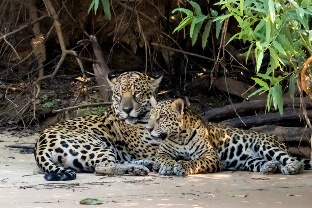 Una madre y un cachorro de jaguar. El comercio de jaguar colapsó después de que los jaguares fueran protegidos por un tratado internacional en 1975, pero la intensa demanda china representa una nueva y creciente amenaza. Imagen de Sharon Guynup.