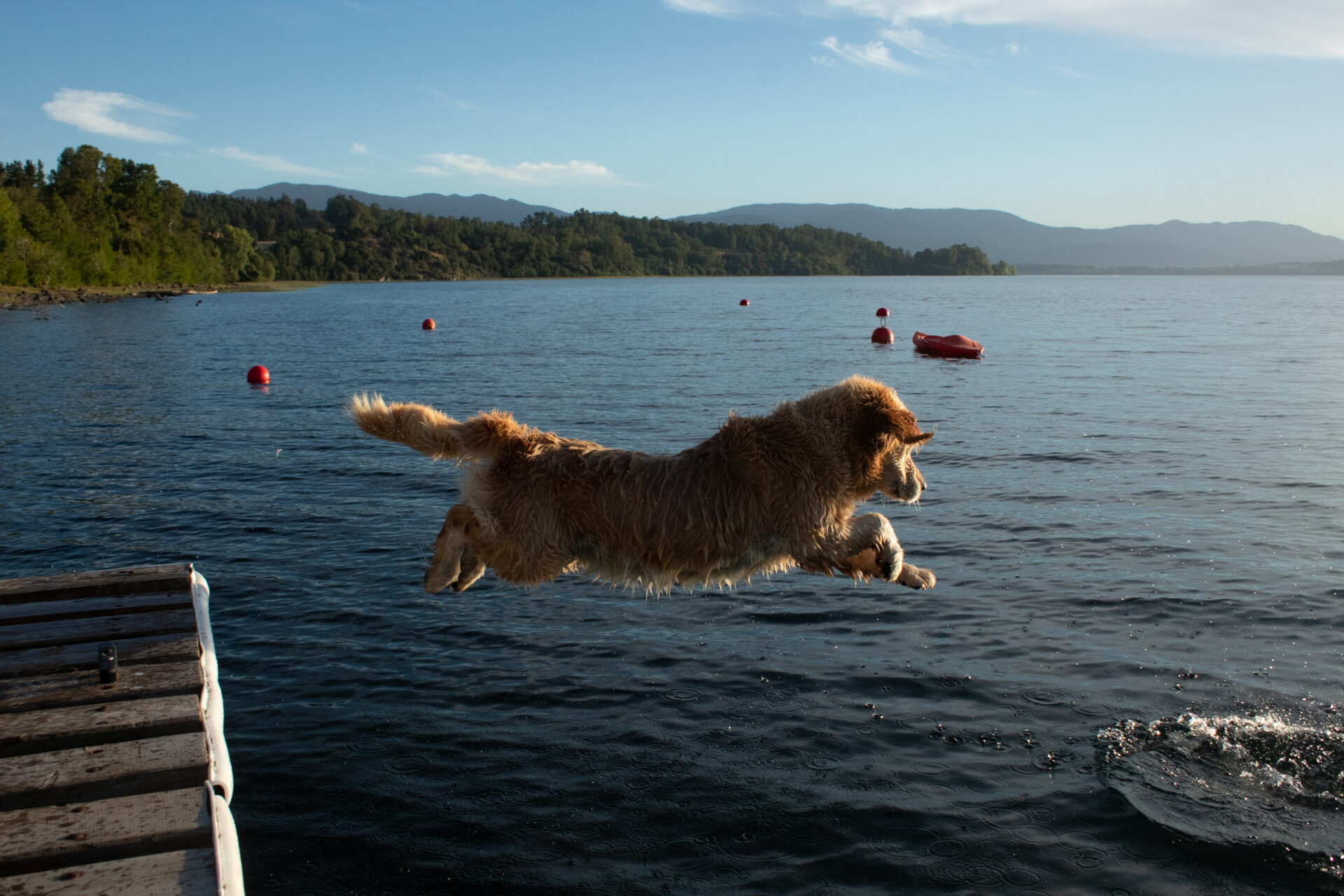 7 consejos para proteger a tu mascota del calor en verano