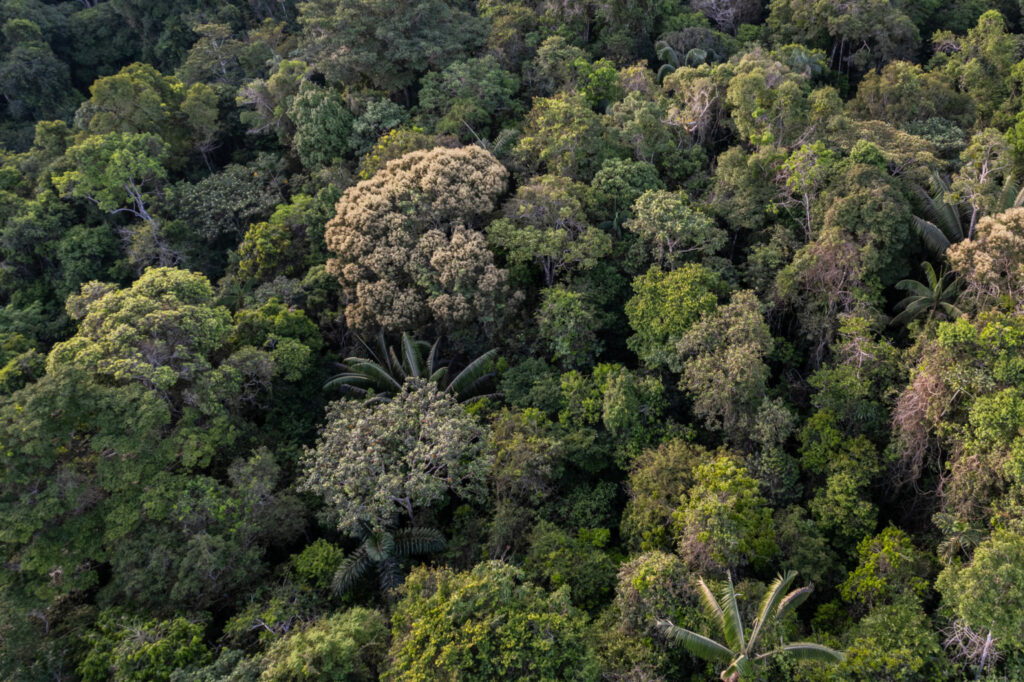 Dosel del bosque en el Parque Nacional Yaguas. Créditos: Diego Pérez / SPDA / Conservación Internacional Perú