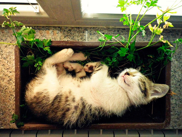 Gato durmiendo en una planta. Créditos: Cortesía de recreoviral.com