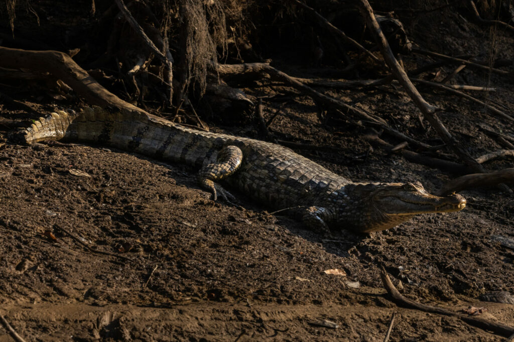 Lagarto blanco (Caiman crocodilus). Créditos: Diego Pérez / SPDA / Conservación Internacional Perú