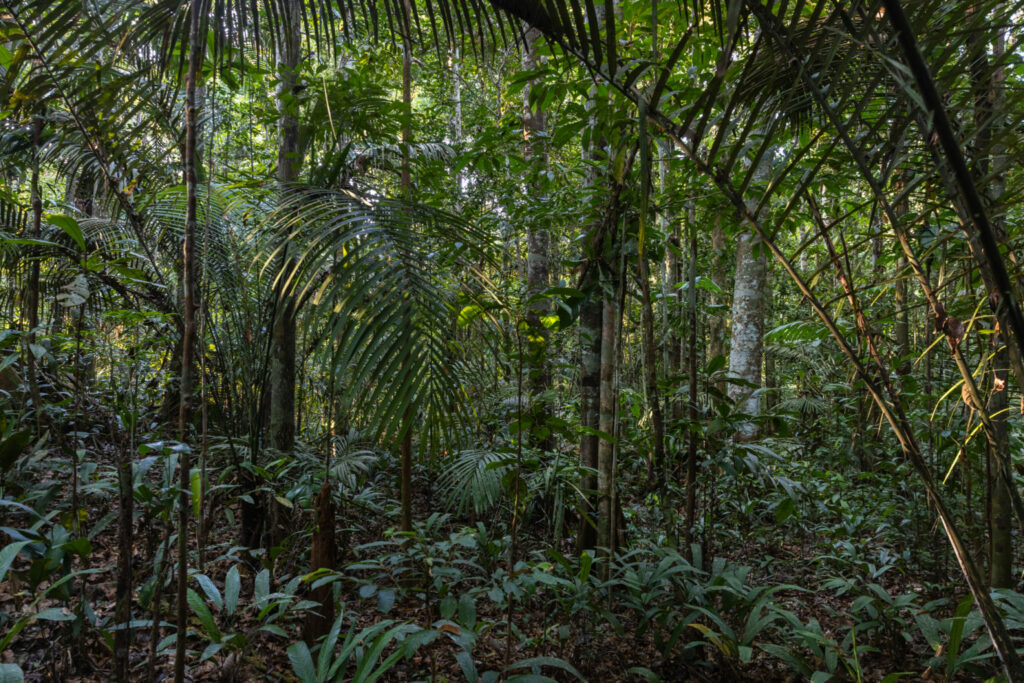 Área del bosque cercana al puesto de control del Parque Nacional Yaguas. Créditos: Diego Pérez / SPDA / Conservación Internacional Perú