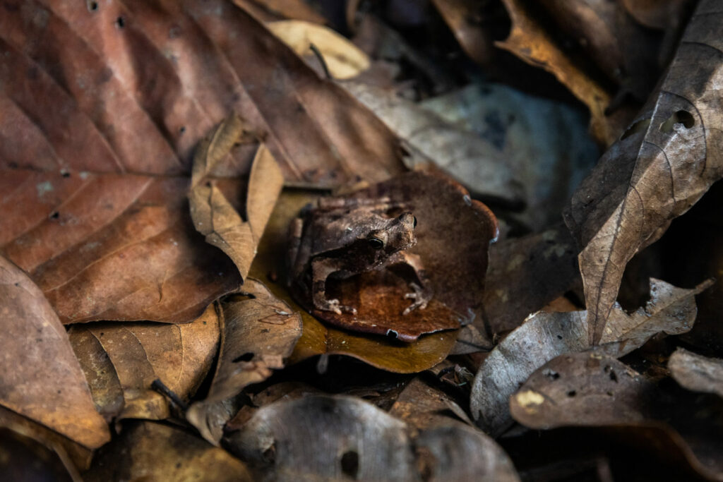 Sapo crestado (Rhinella margaritifera). Es uno de los anfibios más comunes en la Amazonía. Les gusta estar en el suelo del bosque, entre la hojarasca, donde se mimetizan y son bastante difíciles de detectar. Créditos: Diego Pérez / SPDA / Conservación Internacional Perú