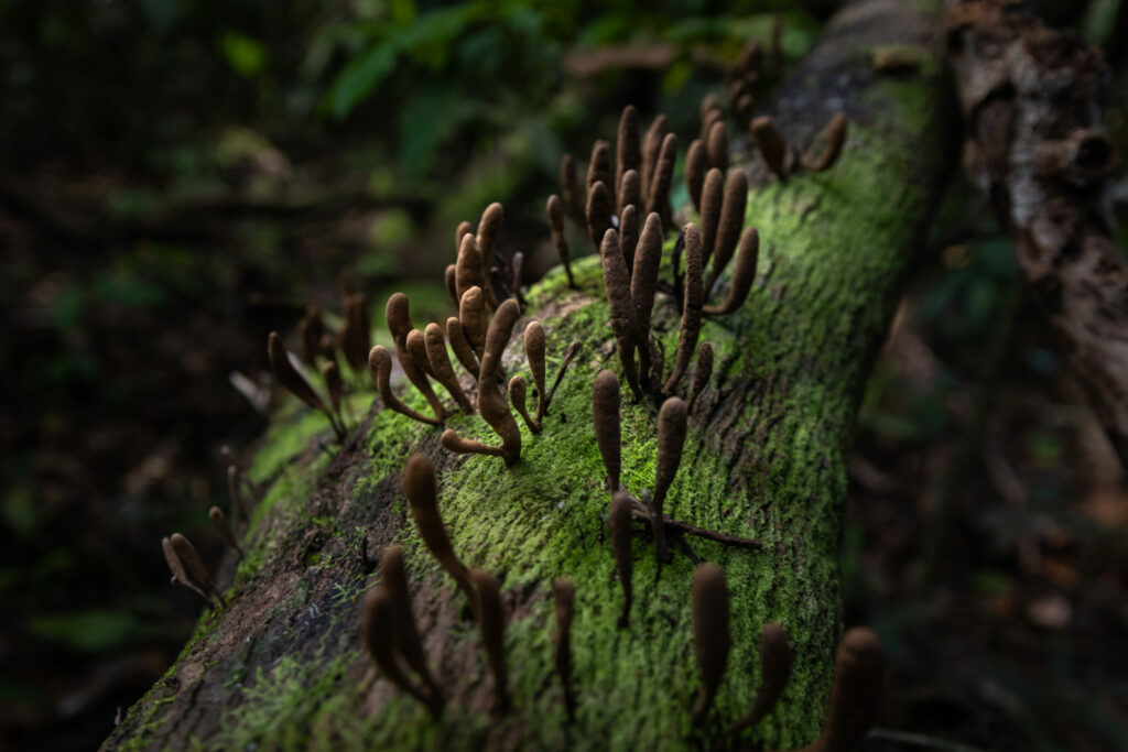 Hongos del género Xylaria. Crecen sobre la madera en descomposición. Créditos: Diego Pérez / SPDA / Conservación Internacional Perú