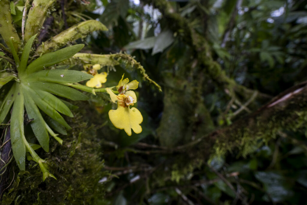 Orquídea epífita Psigmorchis pusilla. Foto: James Muchmore.